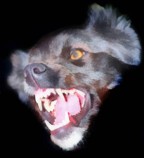 istock Sketch Angry dog ​​on black 1074962468