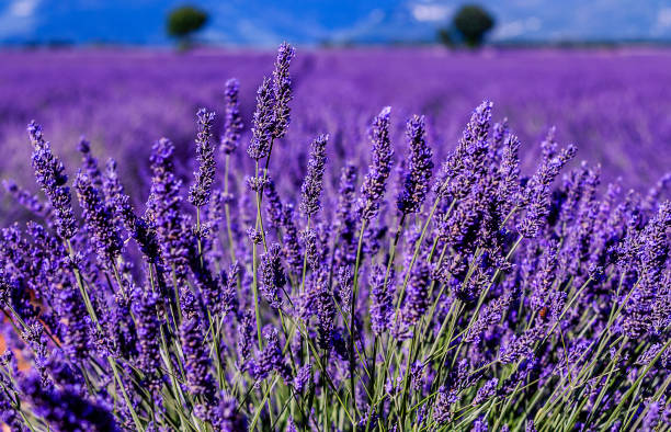 istock Lavender field in Provence, France 1074963688