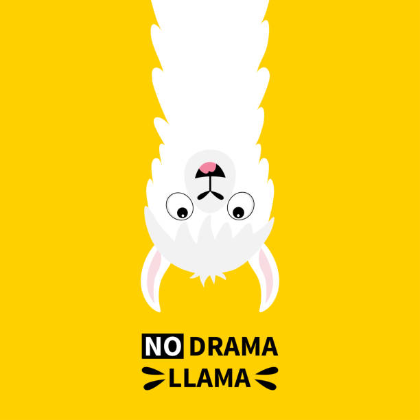 Llama alpaca face hanging upside down. No drama. Cute cartoon funny kawaii smiling character. Childish baby collection. T-shirt, greeting card, poster template print. Flat design. Yellow background. Llama alpaca face hanging upside down. No drama. Cute cartoon funny kawaii character. Childish baby collection. T-shirt, greeting card, poster template print. Flat design. Yellow background. Vector lama religious occupation stock illustrations