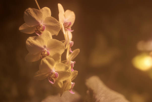 istock gentle background with orchid flowers 1074966064