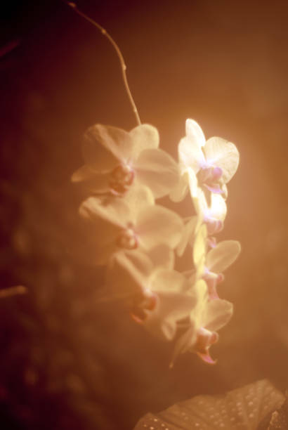 istock gentle background with orchid flowers 1074966066