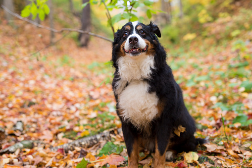A Bouvier Bernese mountain dog portrait in outdoors