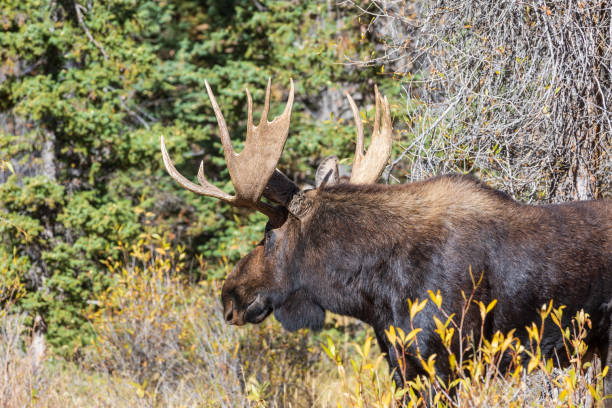 istock Bull Shiras Moose in Rut 1074968266