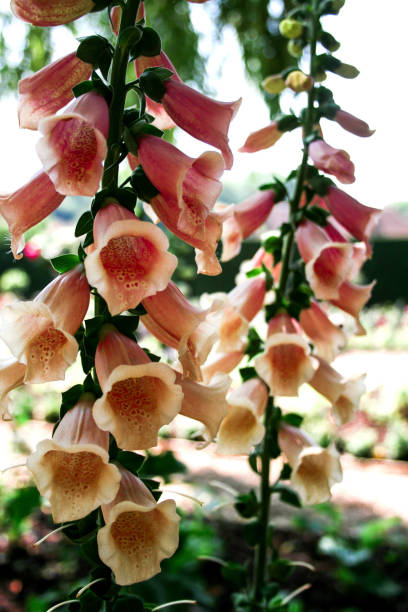 istock Pink Foxglove Close Up 1074969016