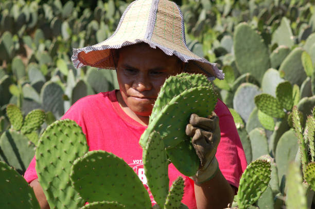 Nopal Harvest, San Augustin, Morelos San Augustín, Morelos/Mexico--Novembewr 14, 2008. A family of campesinos harvests their crop of nopal. morelos state stock pictures, royalty-free photos & images