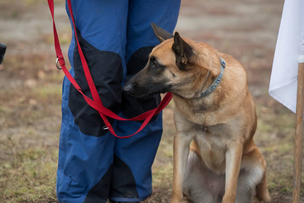 istock A police dog next to his handler 1074969844