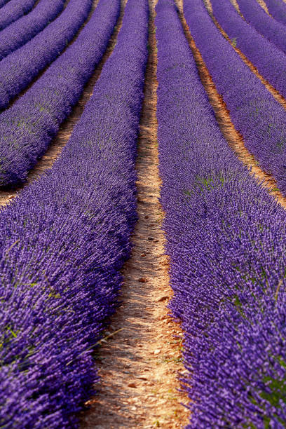 istock Lavender field in Provence, France 1074969848
