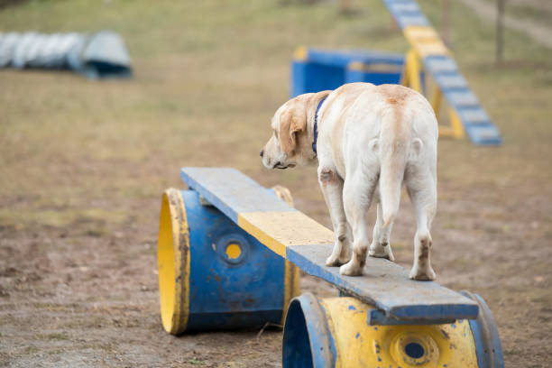 istock dog descending on dog walk obstacle in agility trial 1074969914