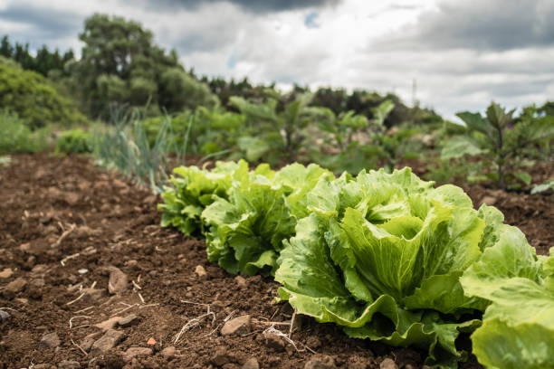 istock Row of lettuces 1074973970