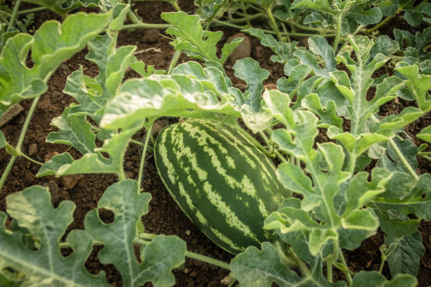 Watermelon farm