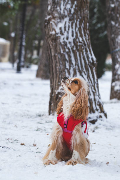 istock American Cocker Sitting in Snow 1074977148