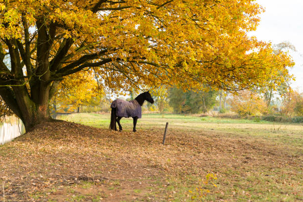istock a horse under an oak 1074980826