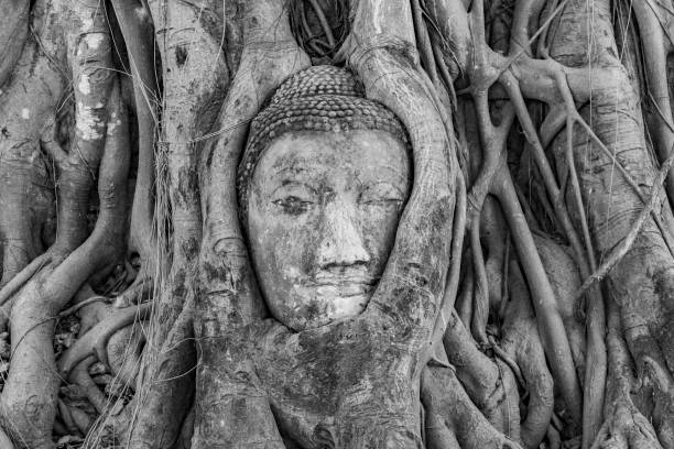 buddhas head in Mahathat temple is covered by roots of a tree