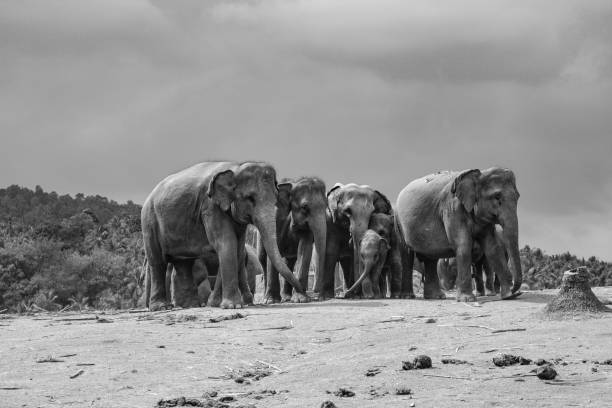 istock herd of elephants in Pinnawella 1074982832