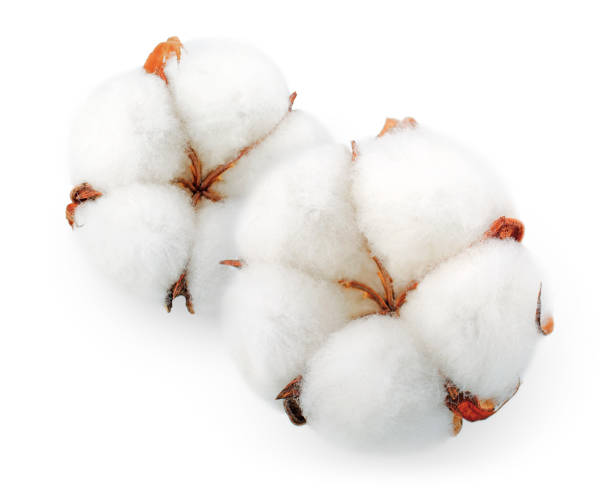 istock Cotton plant flowers isolated on white background 1074983080