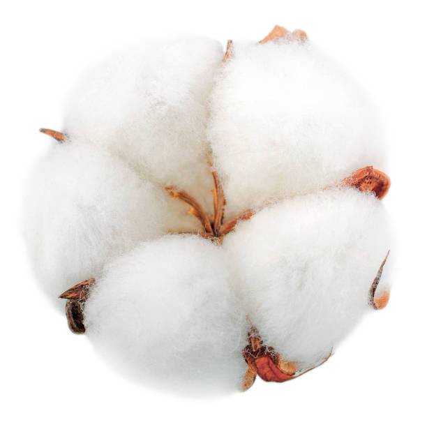 istock Cotton plant flower isolated on white background 1074983124