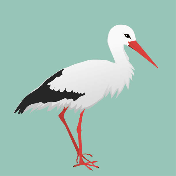 An illustration of a stork. A vector illustration of a stork. The background is green stork stock illustrations