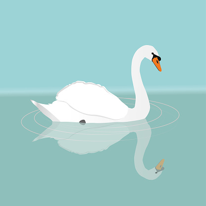 A white swan swimming in the water