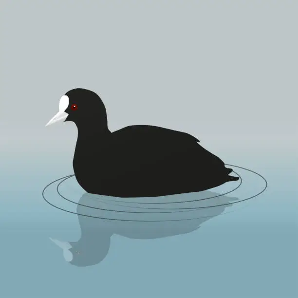 Vector illustration of Eurasian coot