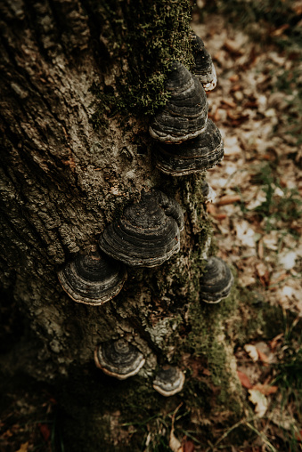 Fungus growing on tree in Door County Wisconsin