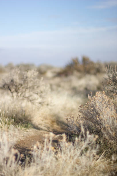 Desert plants along a fence. Sierra Nevada foothills in the background.
