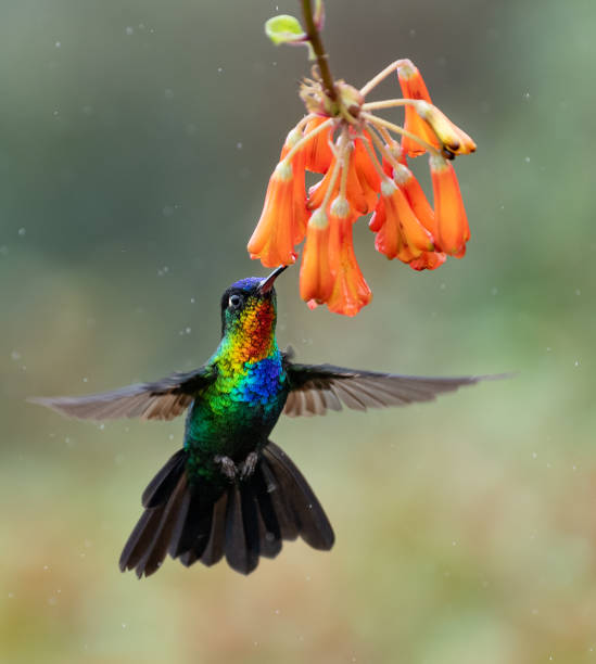 Hummingbird in Costa Rica Fiery throated hummingbird in Costa Rica iridescent photos stock pictures, royalty-free photos & images
