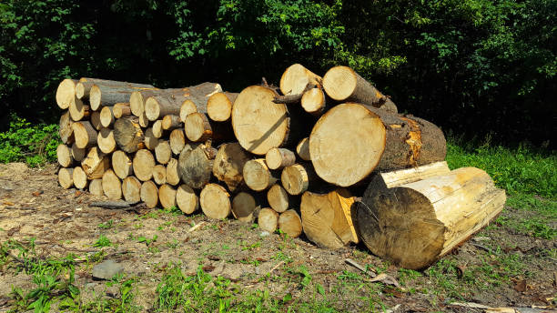 istock Trunks of trees cut and stacked in the forest 1074998134