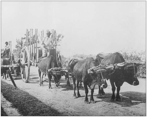 istock Antique historical photographs from the US Navy and Army: Cuban Ox Carts 1075002016