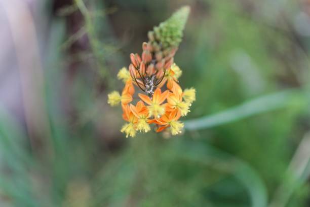 niedrigere bulbine frutescens - bulbine frutescens stock-fotos und bilder