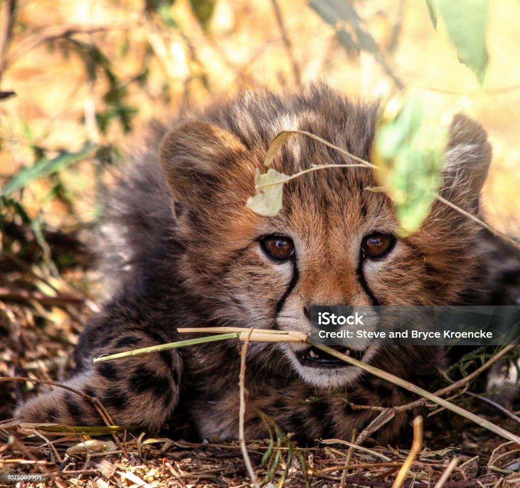 Wild Cheetah Cub Cheetah Cub spotted in the Serengeti Cheetah Stock Photo