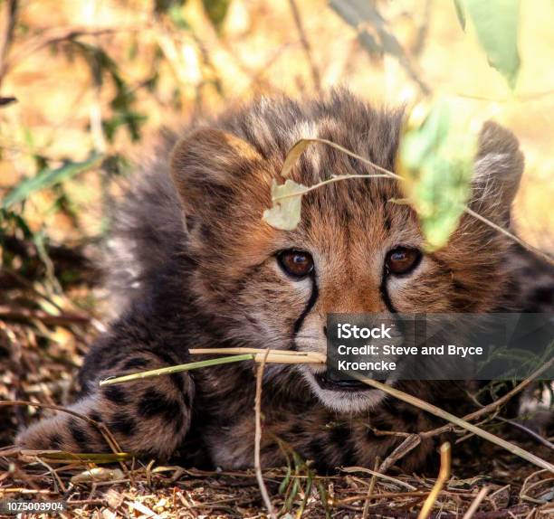 Wild Cheetah Cub Stock Photo - Download Image Now - Cheetah, Cub, African Cheetah