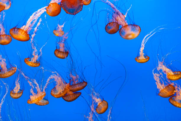 istock beautiful red Jelly fishes 1075004328