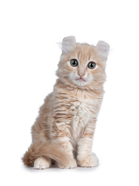 istock Cute 10 weeks old cream American Curl cat kitten, sitting facing fronts, tail around body. Looking cheeky at lense with blue / grey eyes. Isolated on white. 1075005740