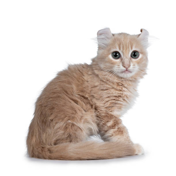 istock Cute 10 weeks old cream American Curl cat kitten, sitting side ways, tail around body. Looking at lense with blue / grey eyes. Isolated on white. 1075005762
