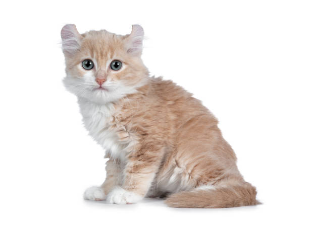 istock Cute 10 weeks old cream with white American Curl cat kitten, sitting side ways, tail around body. Looking at lense with blue / grey eyes. Isolated on white. 1075005812