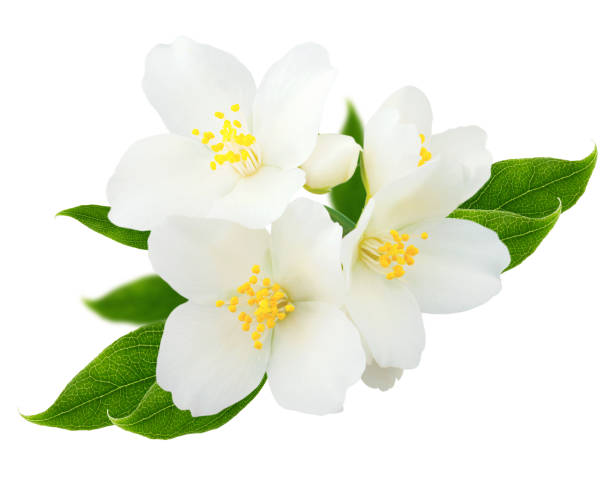 istock Jasmine flowers with leaves isolated on white background 1075007322