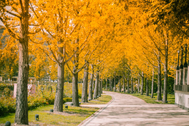 istock Walk way among tree tunnel at the day in the autumn time 1075007714