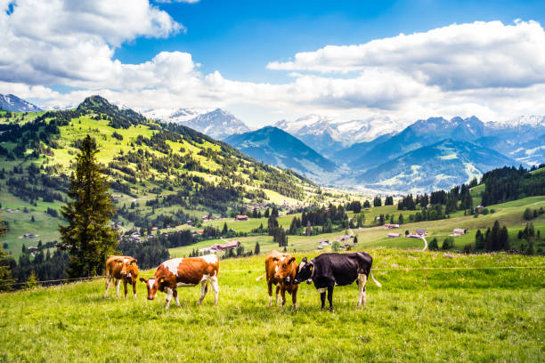 landschaft mit kühen in der berner oberland-schweiz - cow swiss culture switzerland cattle stock-fotos und bilder