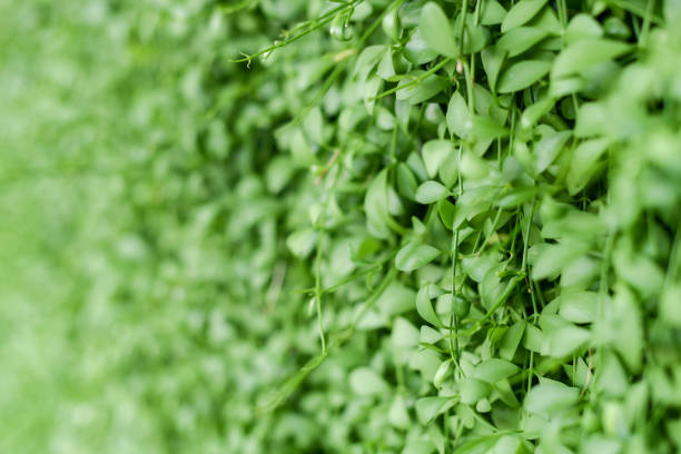 Green plant wall background, Vertical garden