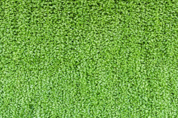 Mur de plante verte, jardin Vertical - Photo