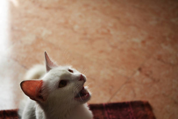 istock Hungry Domestic White Cat Want To Eat 1075017196