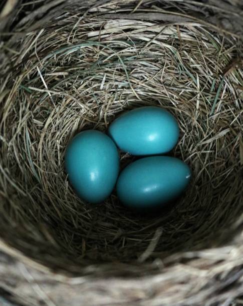 istock Robin Blue Eggs - Color Vertical Photography 1075017492
