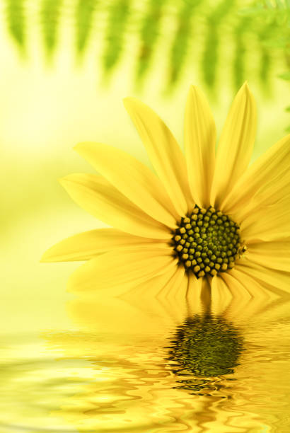 A close-up capture of a blooming yellow coneflower capture again a black defocused background with multi-colour areas.