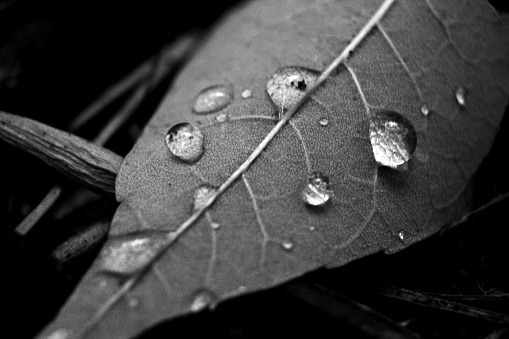 Raindrops on a plant leaf, photograph of 35mm film, in black and white.