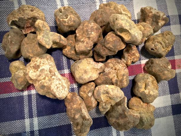 istock White Truffles in Italy 1075020432