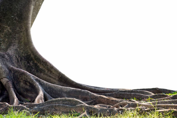 Big tree with trunk and roots spreading out beautiful on grass green nature isolated on white background.