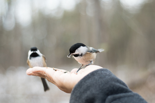 Birds eating off hand