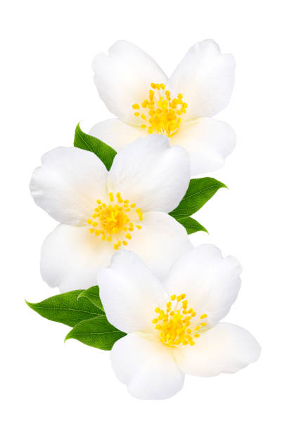 istock Jasmine flowers with leaves isolated on white background 1075029364