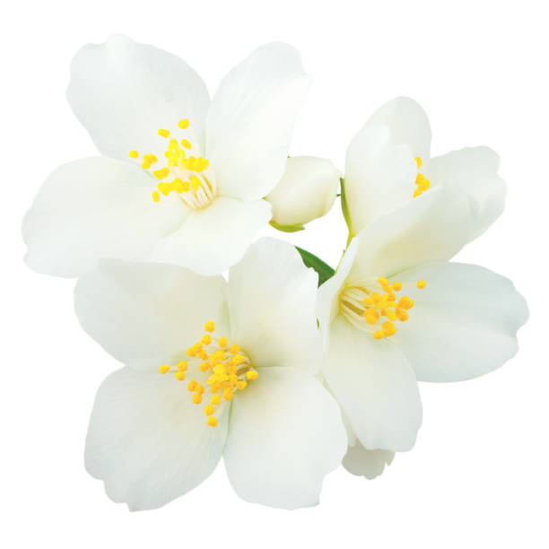 istock Jasmine flowers isolated on white background 1075032016