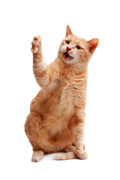 istock angry ginger cat sitting and looking forward  with lifted paw with claws isolated on white background 1075032212